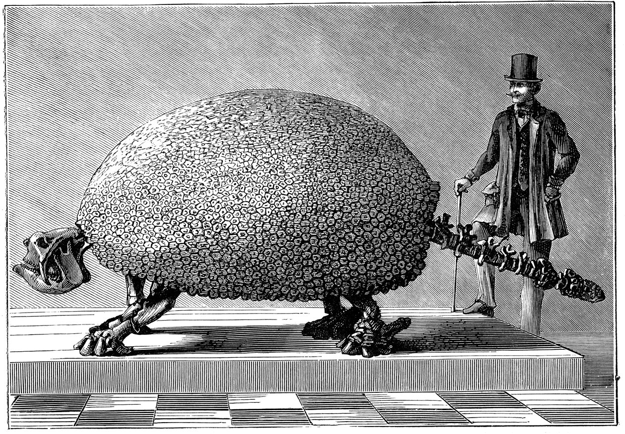 दक्षिण अमेरिका का एक विशाल आयुध का जीवाश्म, c1890 द्वारा अज्ञात
