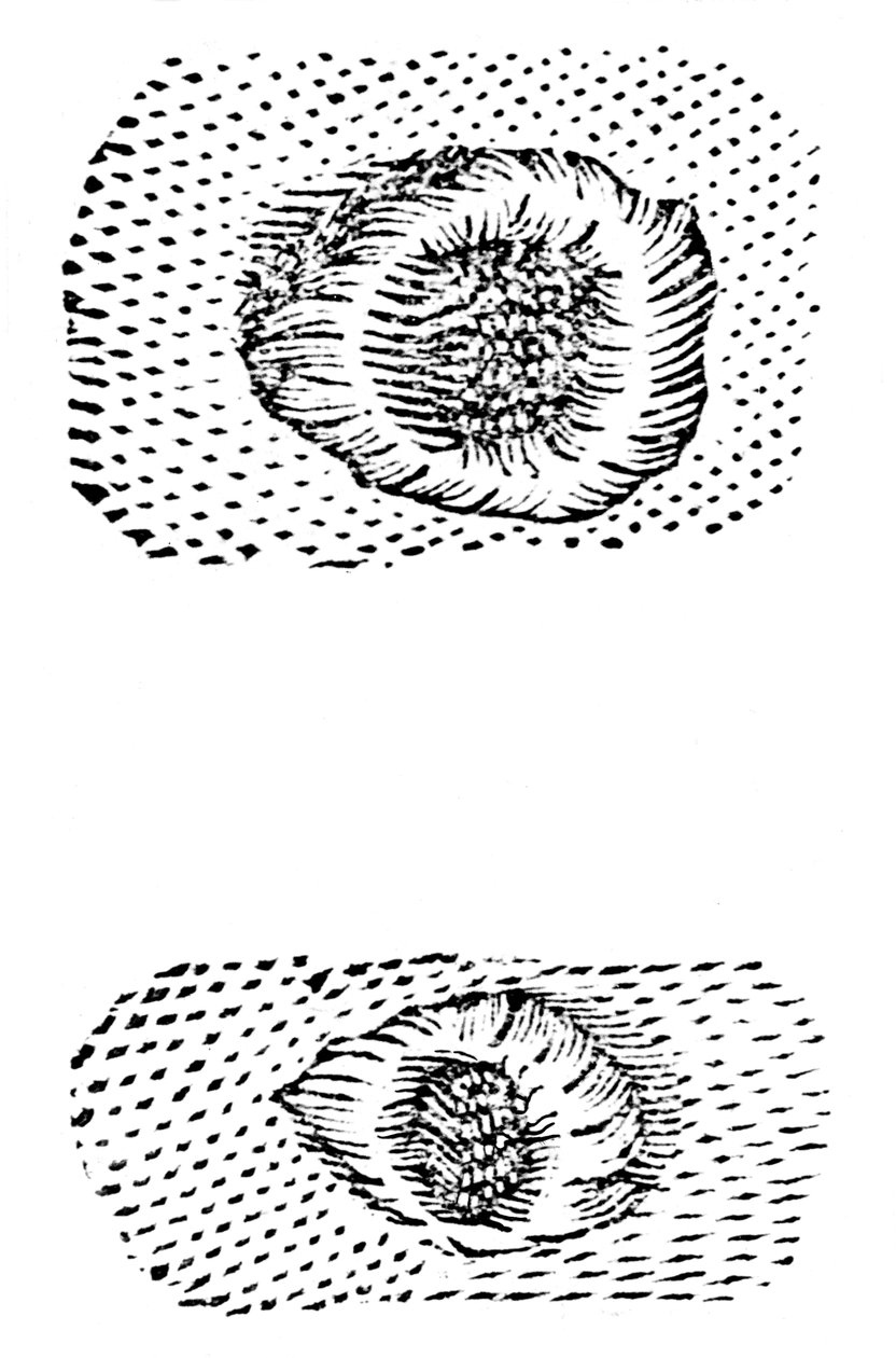 लुनर क्रेटर्स की गैलीलियोस ड्राइंग, 1611, c1655 द्वारा अज्ञात