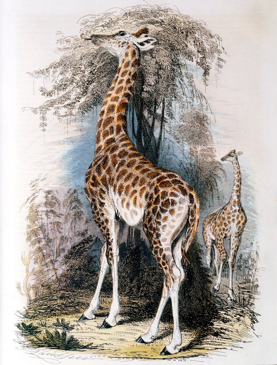 जिराफ एक पेड़ पर ब्राउज़िंग, 1836 द्वारा अज्ञात