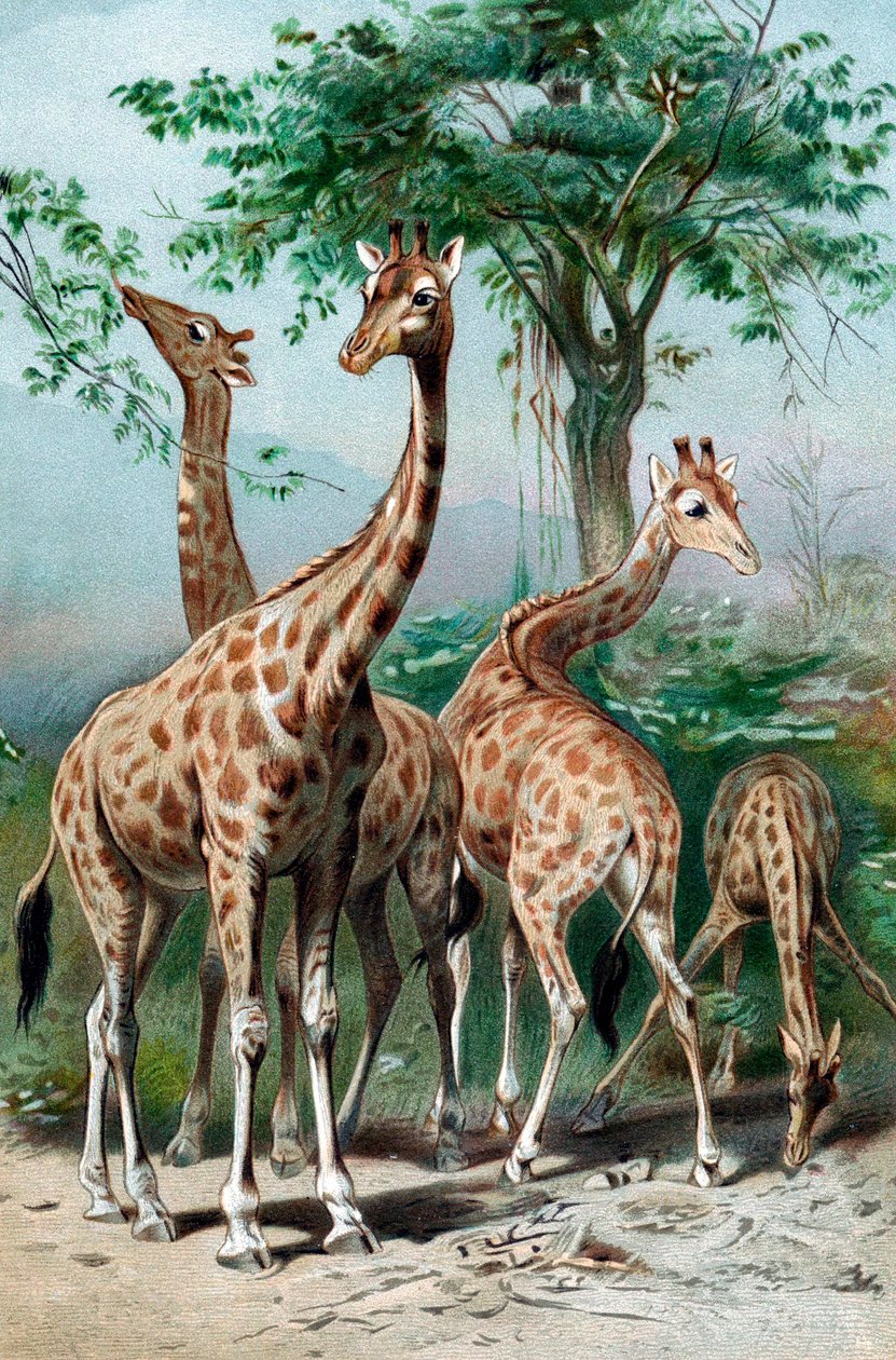 जिराफ ब्राउज़िंग, c1885 द्वारा अज्ञात