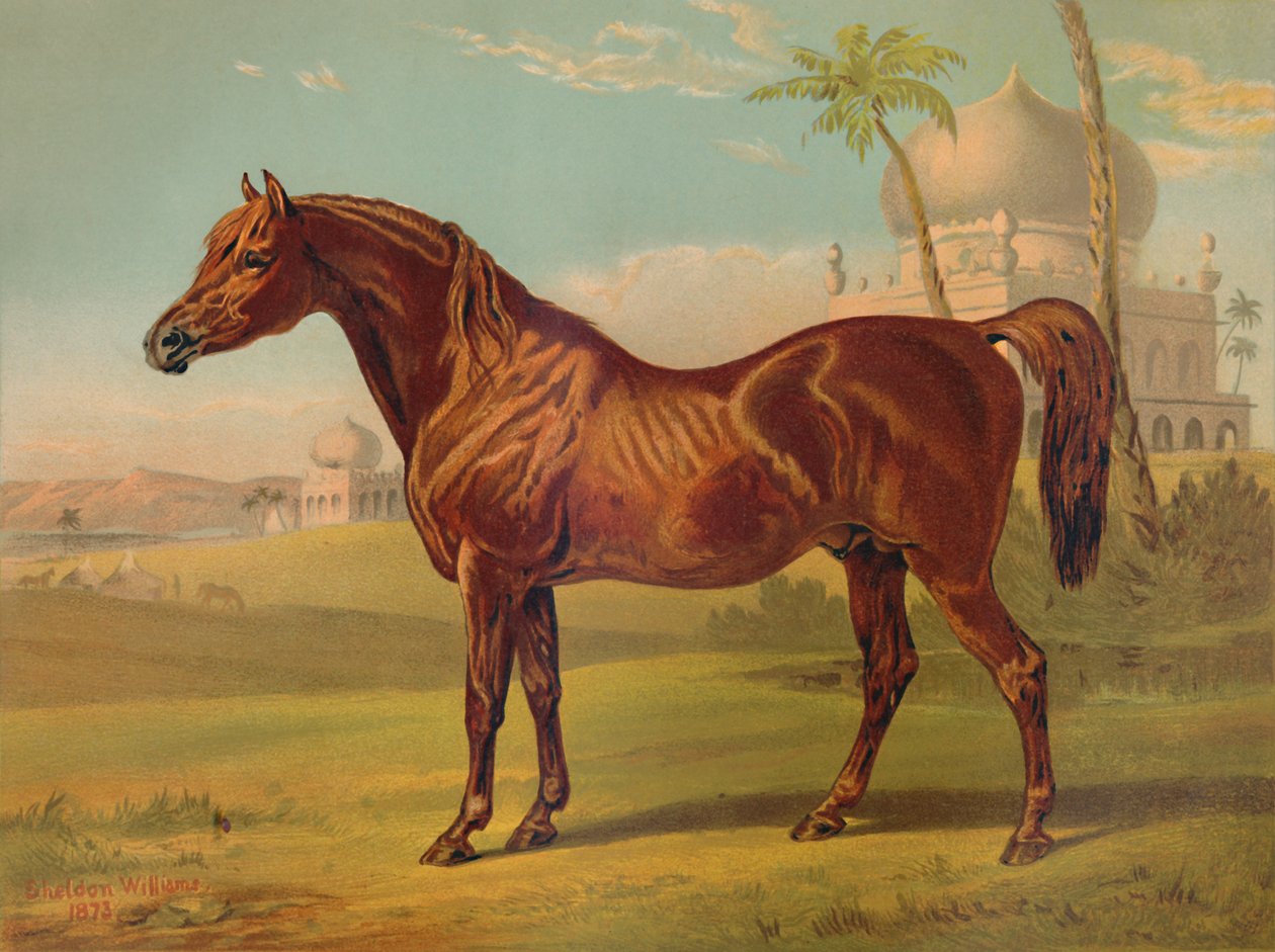 गोल्डी, हाई क्लास अरब, c1879। द्वारा अज्ञात