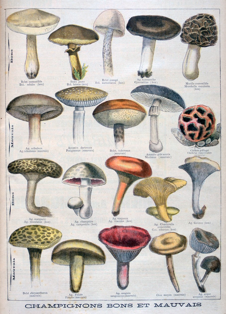 अच्छा और बुरा मशरूम, 1896 द्वारा अज्ञात