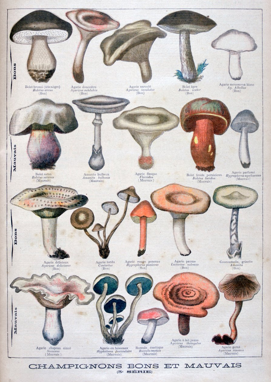 अच्छा और बुरा मशरूम, 1896 द्वारा अज्ञात