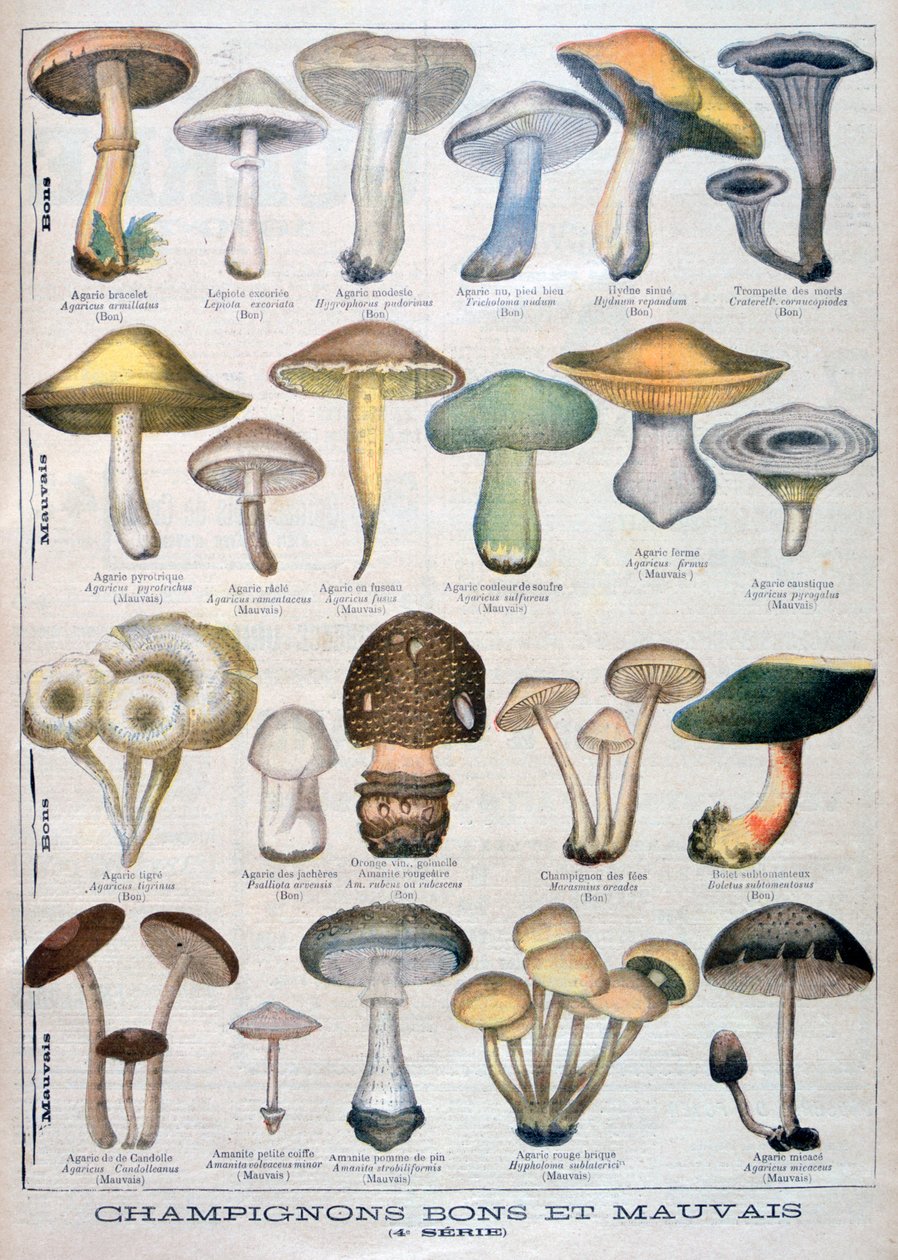 अच्छा और बुरा मशरूम, 1896 द्वारा अज्ञात