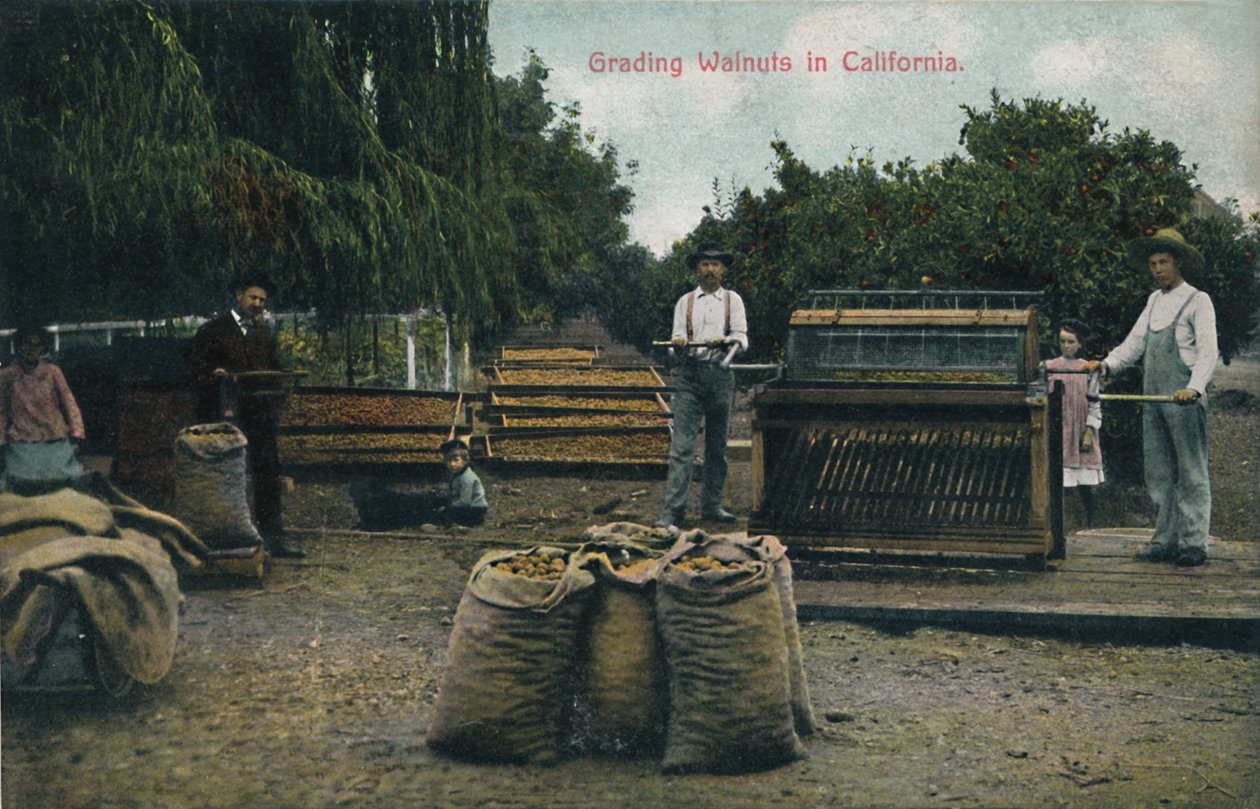 कैलिफ़ोर्निया में ग्रेडिंग अखरोट, c1910s। द्वारा अज्ञात
