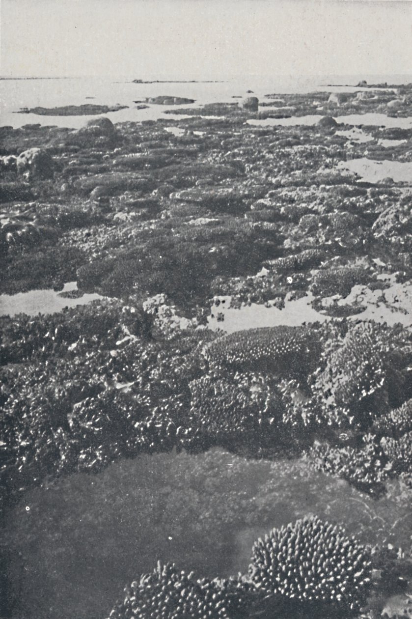 ग्रेट बैरियर रीफ, 1924 द्वारा अज्ञात