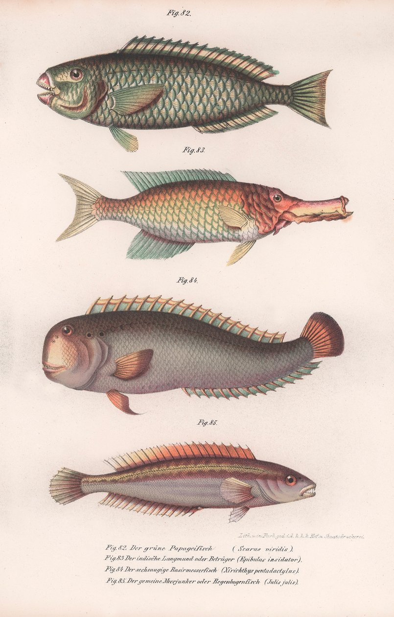 हरा तोता। भारतीय लॉन्गमाउथ, रैसिरिसर, रेसेसे, c.1850s द्वारा अज्ञात