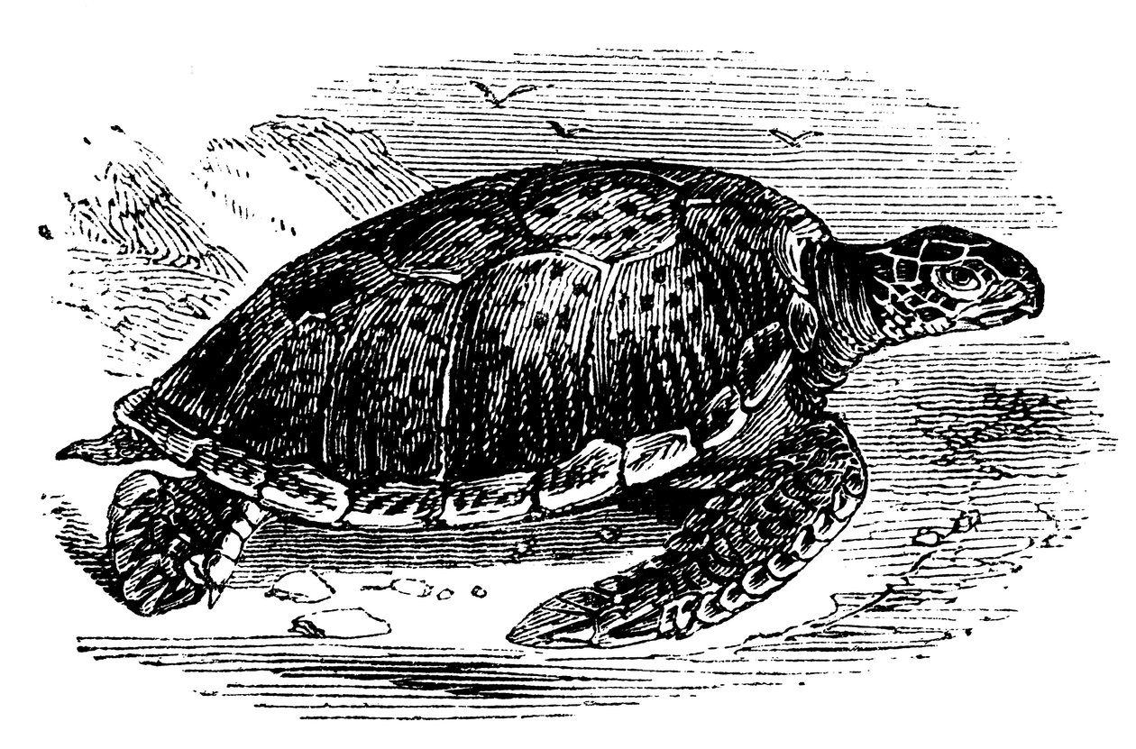 ग्रीन टर्टल चेलोन माइदास, c1890 द्वारा अज्ञात