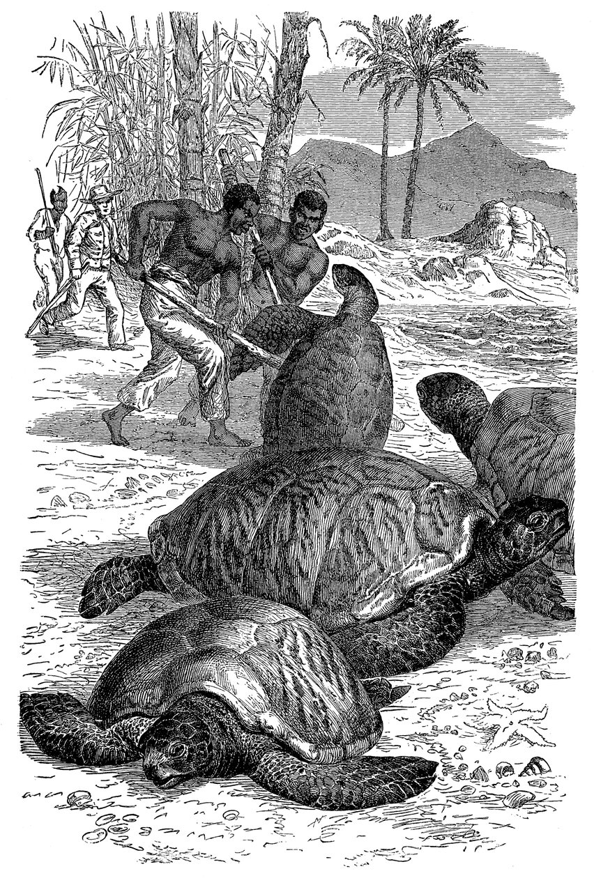 ग्रीन कछुआ शिकारी द्वारा पकड़ा जा रहा है, 1884 द्वारा अज्ञात
