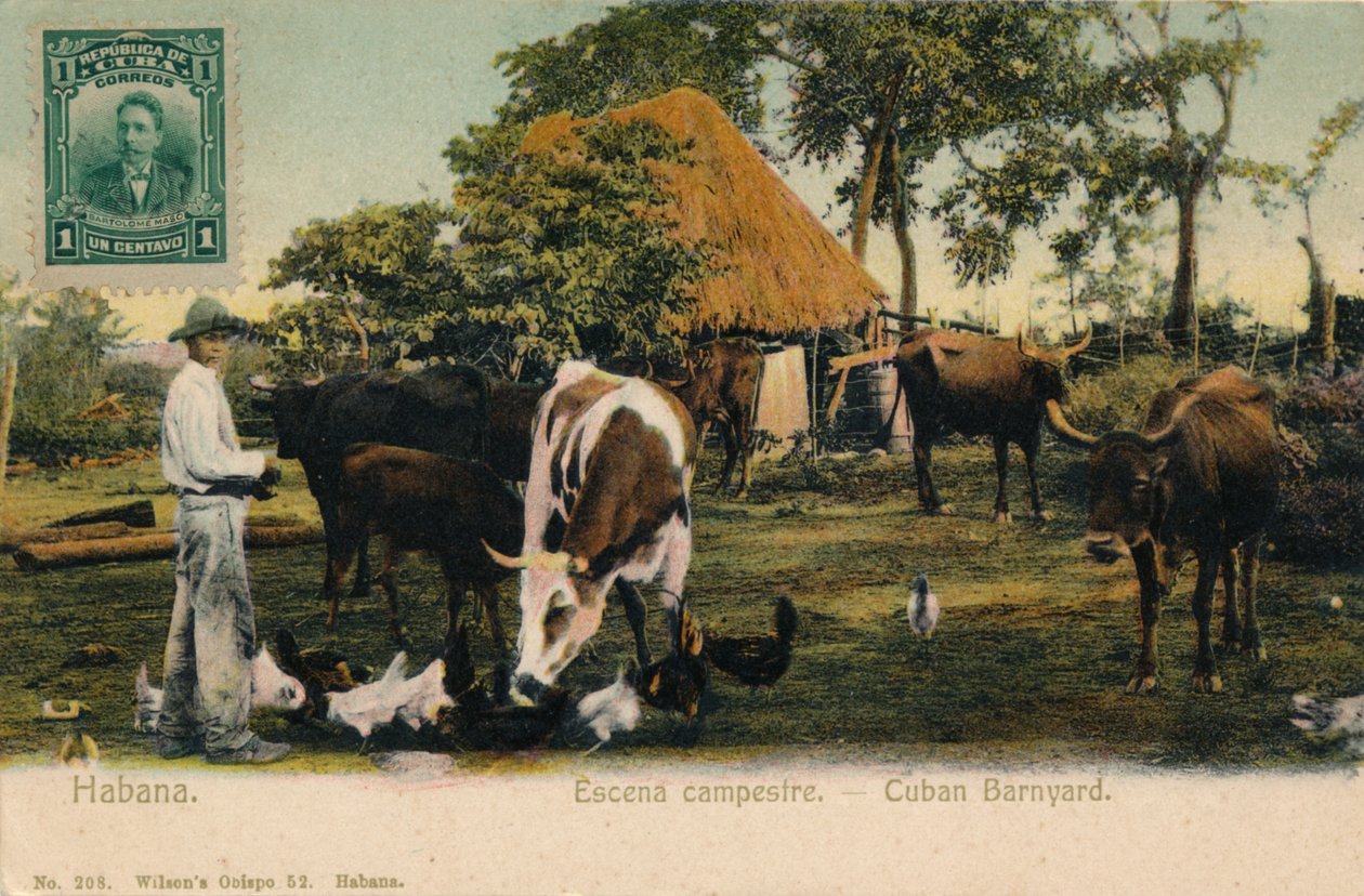 हवाना। देश का दृश्य - क्यूबा बारयार्ड, c1910 द्वारा अज्ञात