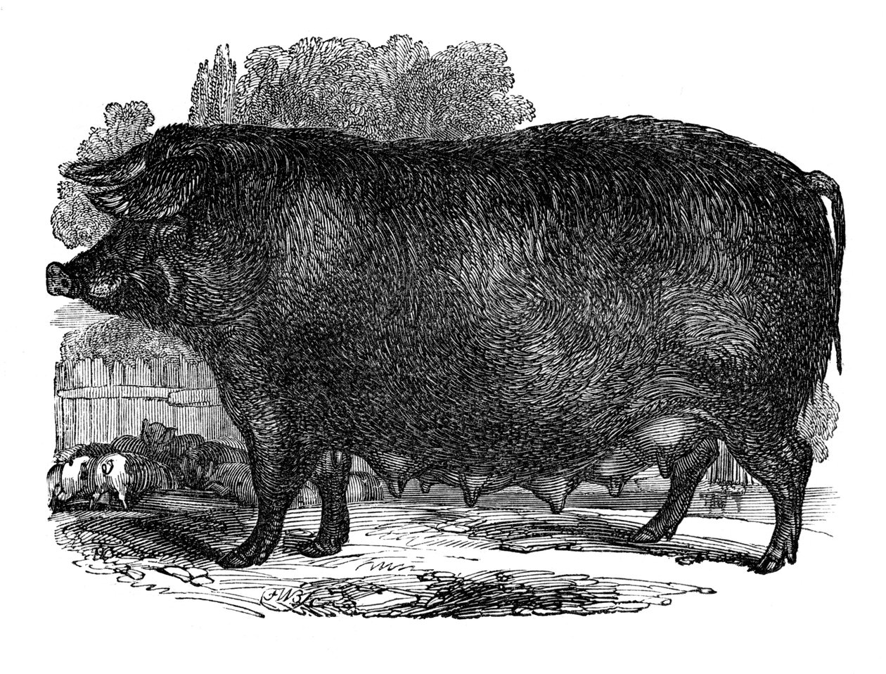 हैम्पशायर बोना, 1848 द्वारा अज्ञात
