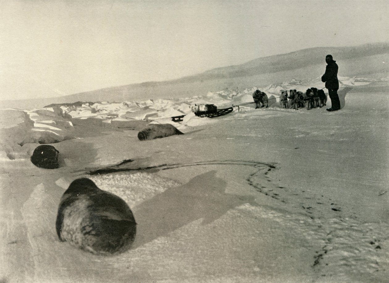 विंटर क्वार्टर के लिए हायलिंग सील मीट, c1908, 1909 द्वारा अज्ञात