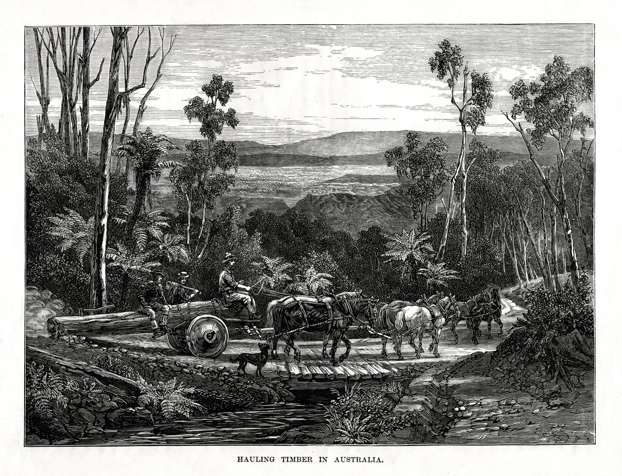 Hauling लकड़ी, ऑस्ट्रेलिया, 1877 द्वारा अज्ञात