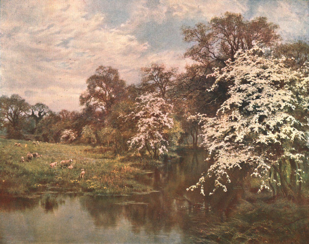 नागफनी ब्लॉसम, c1899, c1902। द्वारा अज्ञात