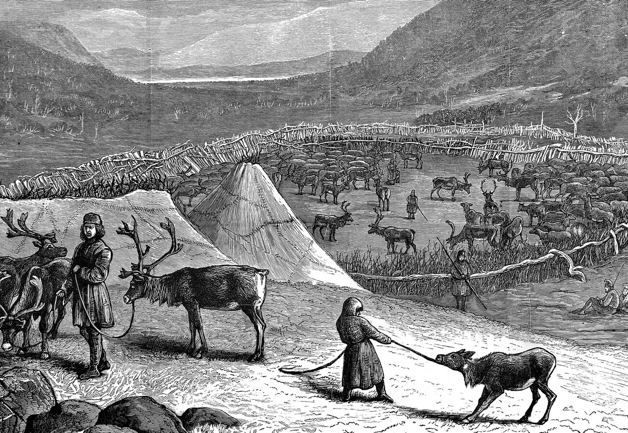 हिरन का झुंड, लैपलैंड, 1882 द्वारा अज्ञात