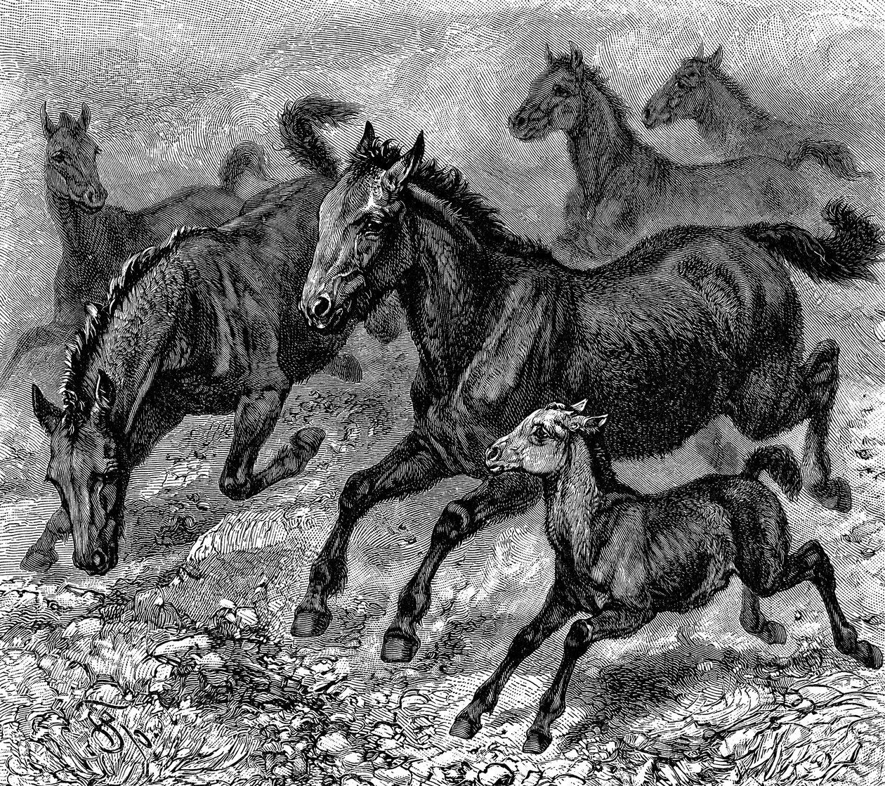 टार्पन का झुंड, 1893 द्वारा अज्ञात