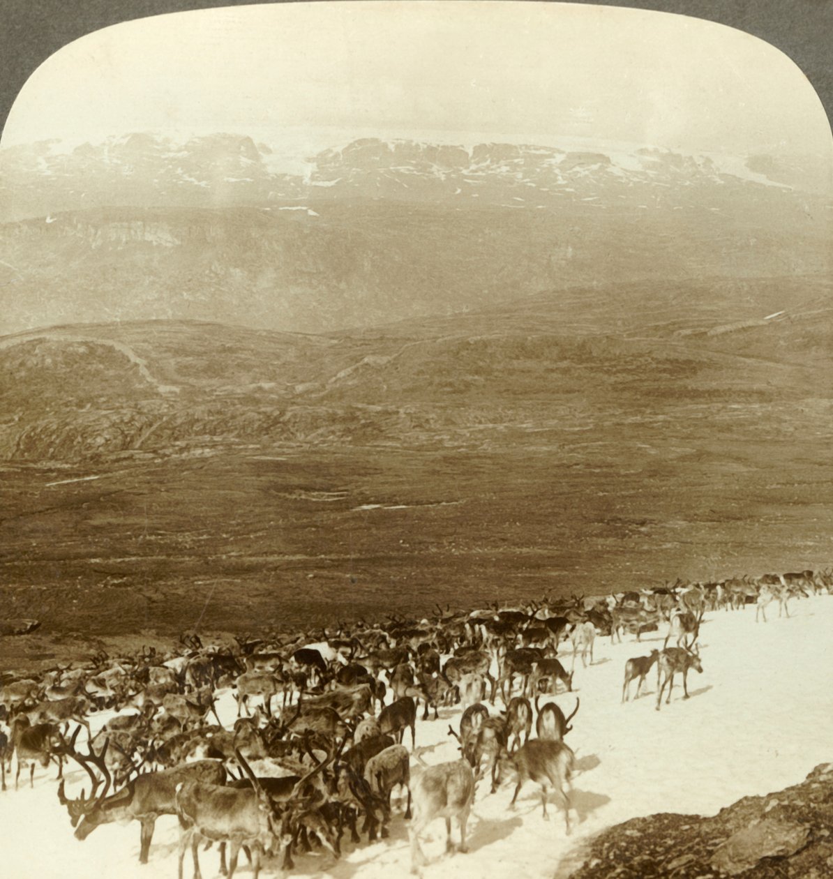 उत्तरी विल्ड्स के बारहसिंगे के झुंड, और हार्डंगेर ग्लेशियर, नॉर्वे की बर्फीली ऊंचाइयां, c90905। द्वारा अज्ञात