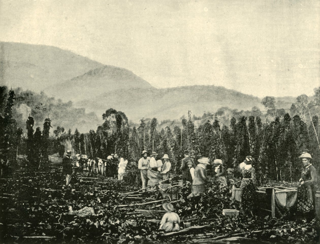 1901 में तस्मानिया में हॉप पिकिंग। द्वारा अज्ञात