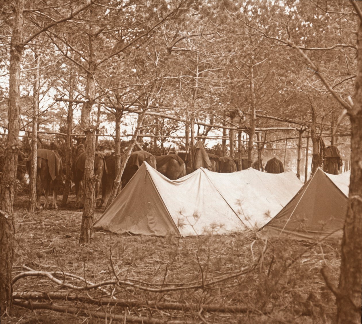 घोड़े बिललेट, सिप्पेस, उत्तरी फ्रांस, c1914-c1918 द्वारा अज्ञात