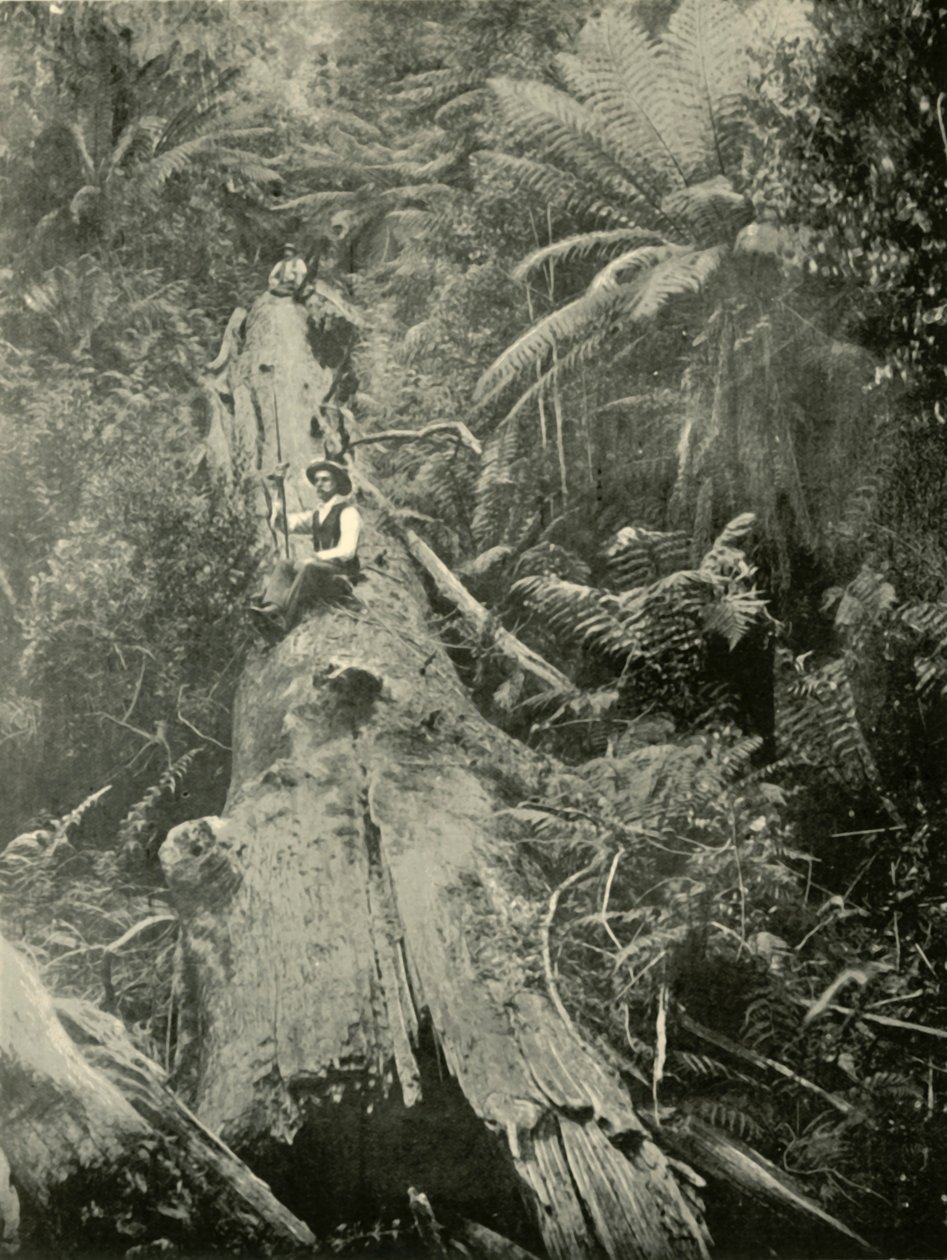 हाउ द माइटी फॉलन, 1901। द्वारा अज्ञात