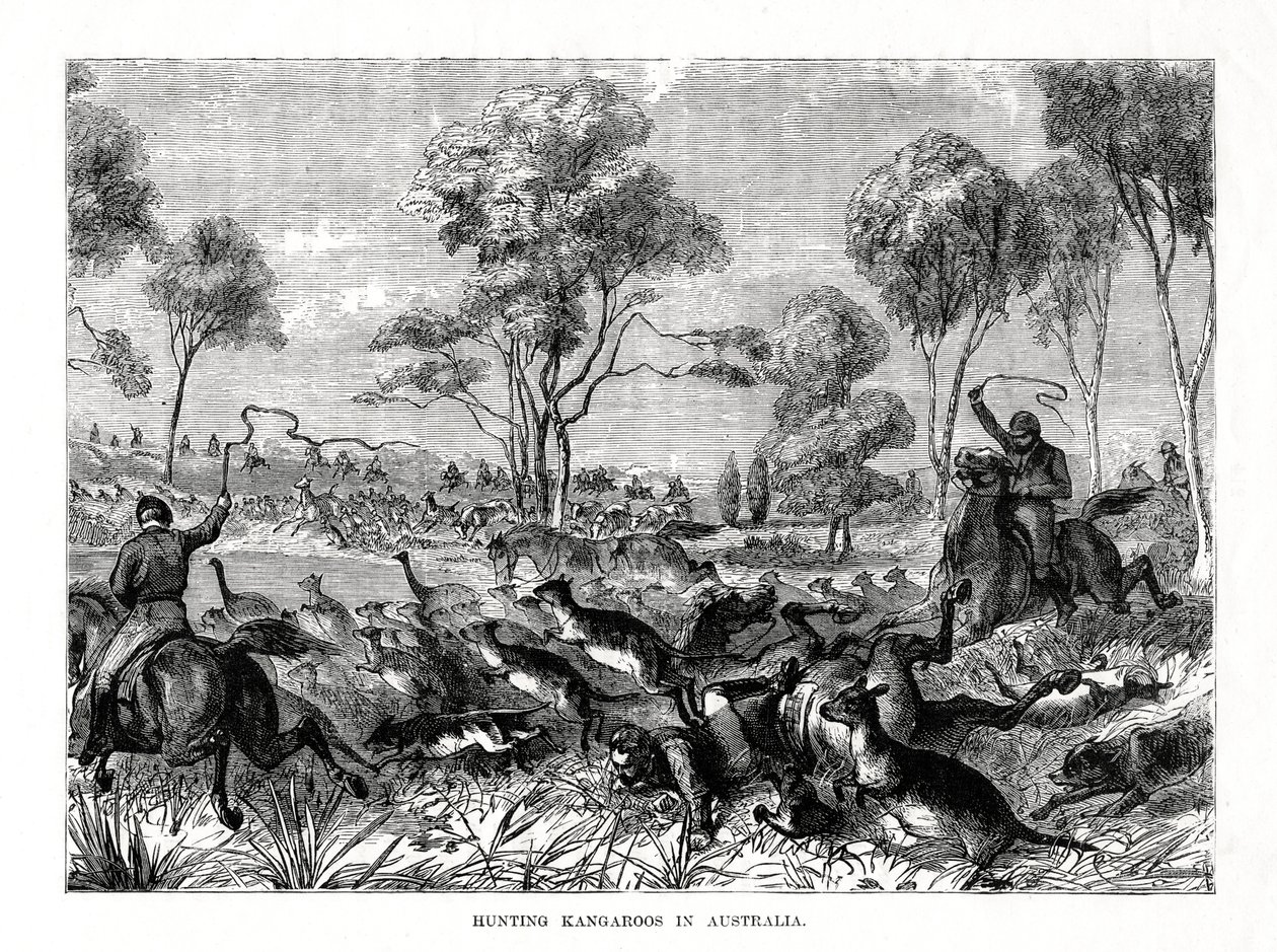 शिकार कंगारू, ऑस्ट्रेलिया, 1877 द्वारा अज्ञात