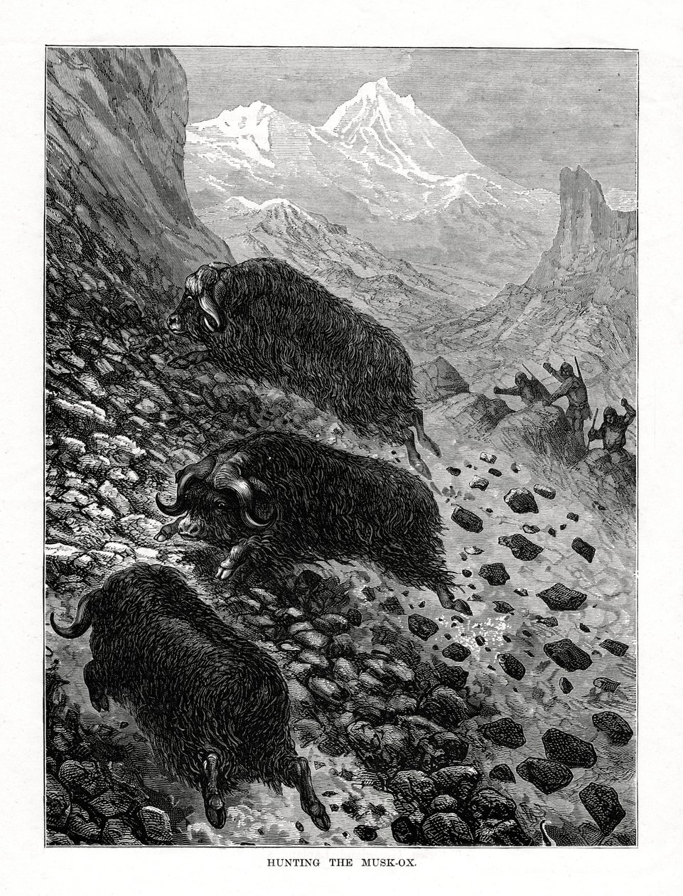 कस्तूरी-बैल का शिकार, 1877 द्वारा अज्ञात
