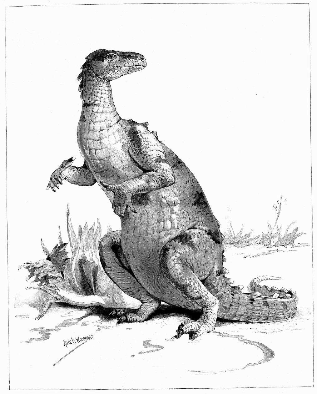 इगुआनोडन, 1895 द्वारा अज्ञात