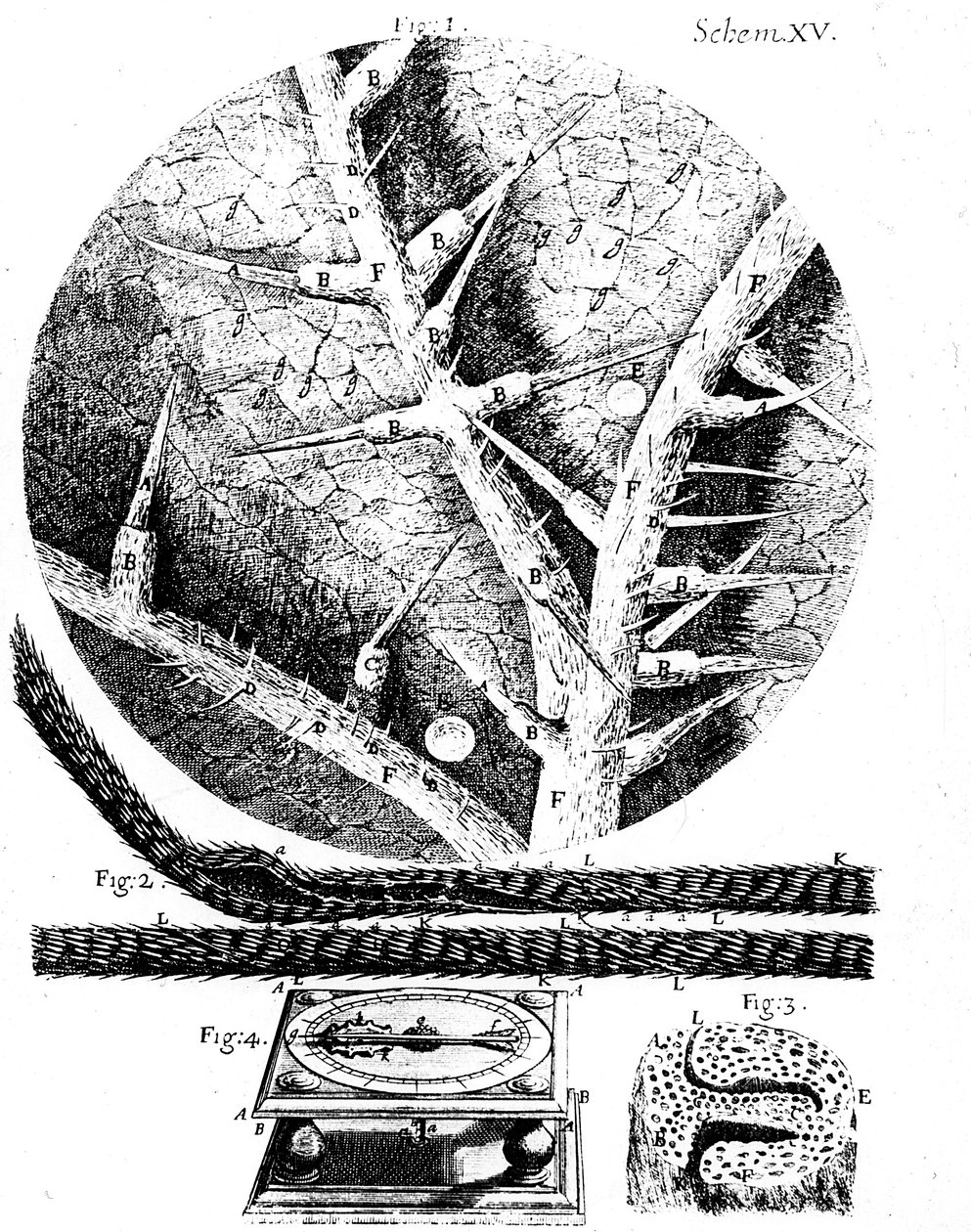 अंग्रेजी सूक्ष्मदर्शी रॉबर्ट हुक माइक्रोग्राफिया, 1665 से चित्र द्वारा अज्ञात