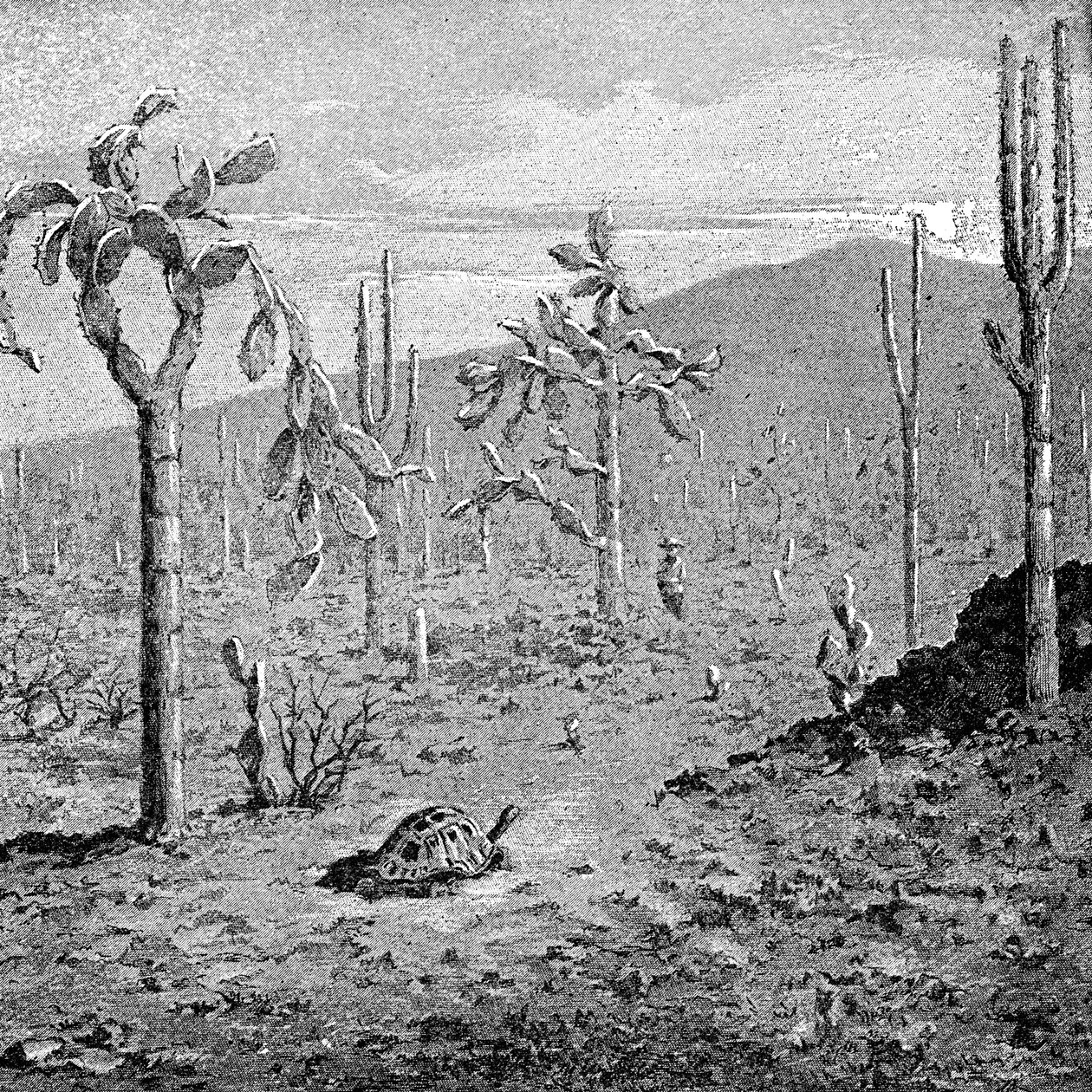 अनिश्चितकालीन द्वीप, गैलापागोस द्वीपसमूह, 1895 द्वारा अज्ञात