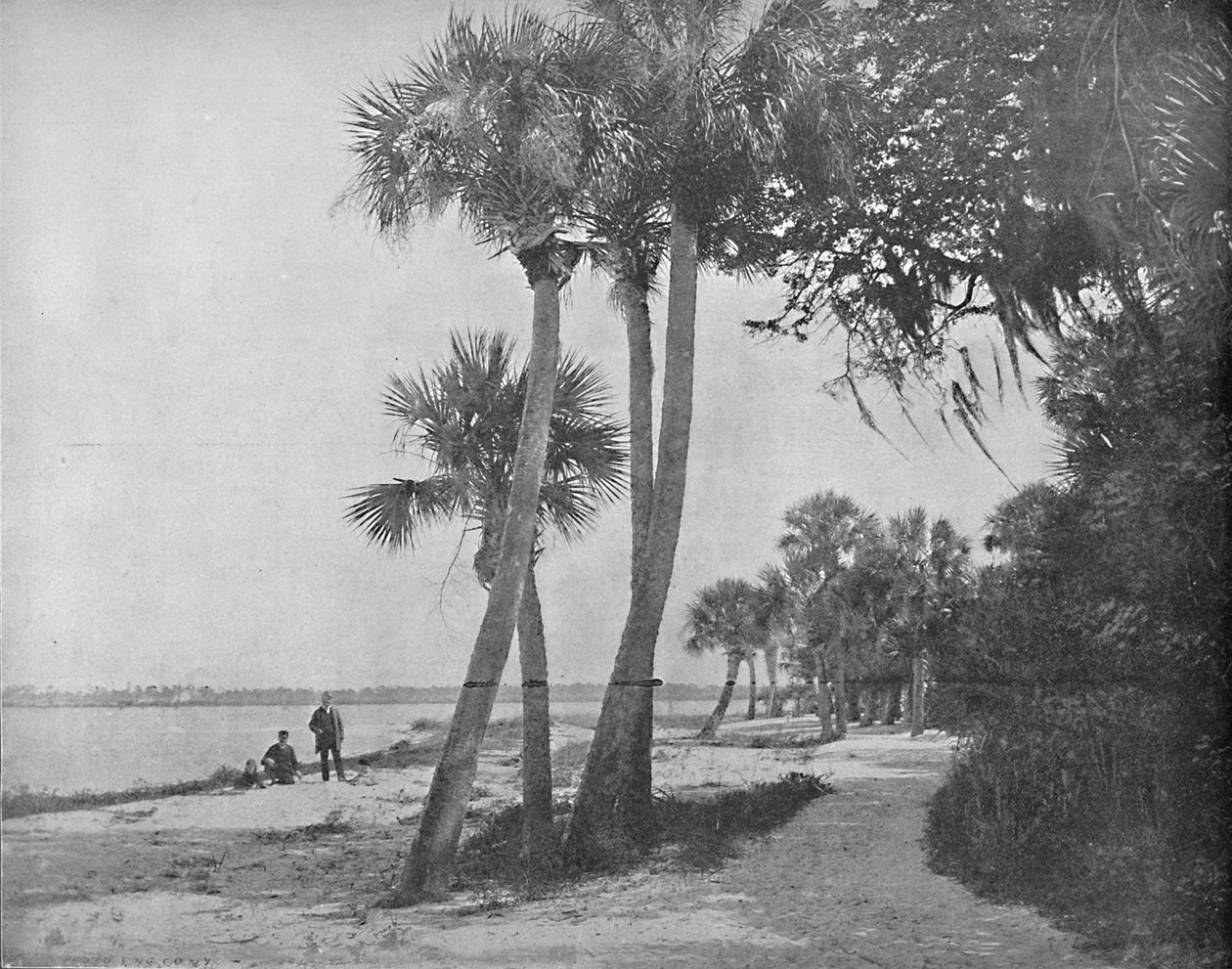 भारतीय नदी, फ्लोरिडा, c1897। द्वारा अज्ञात