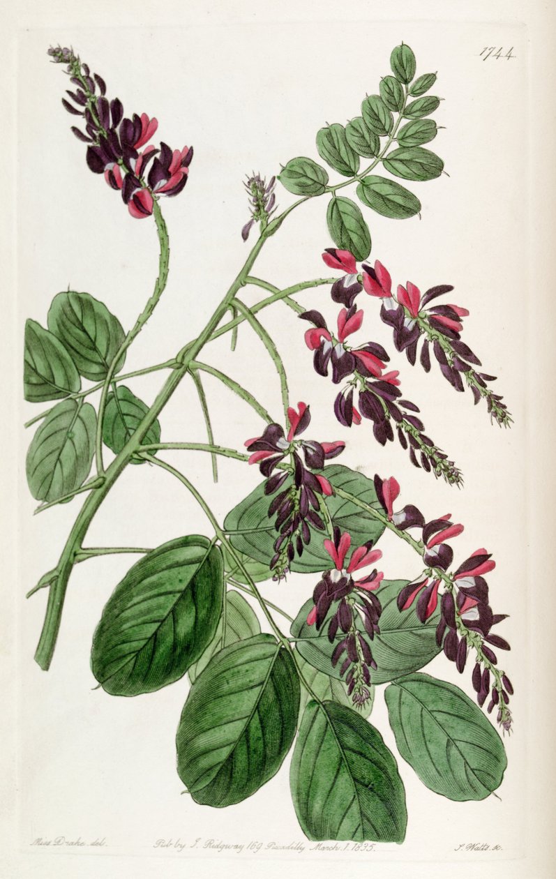 Indigofera atropurpurea द्वारा अज्ञात