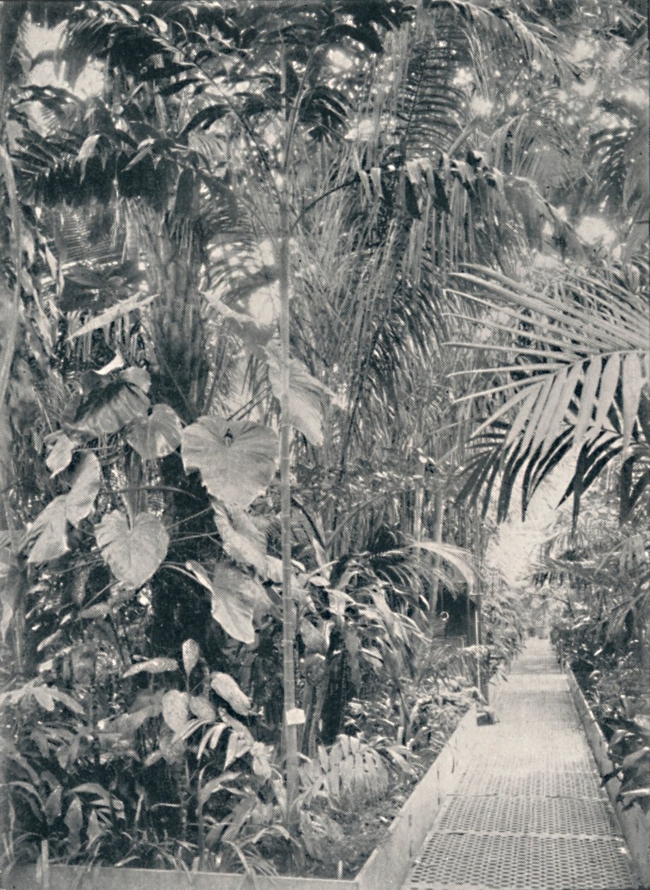 इंटीरियर ऑफ़ द ग्रेट पाम हाउस, केव गार्डन, 1904 द्वारा अज्ञात