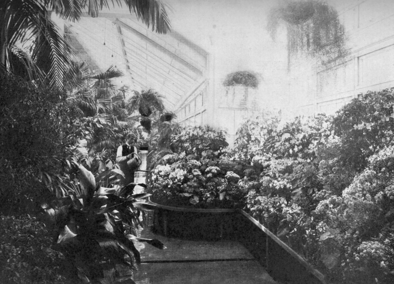 व्हाइट हाउस ग्रीनहाउस का इंटीरियर, वाशिंगटन डीसी, यूएसए, 1908 द्वारा अज्ञात