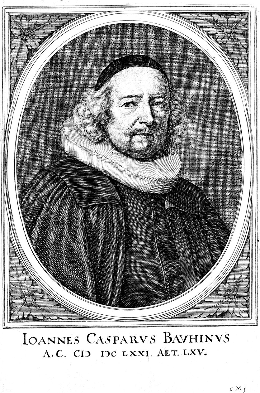जीन कैस्पर बौहिन 1606-1659, स्विस चिकित्सक और वनस्पतिशास्त्री द्वारा अज्ञात