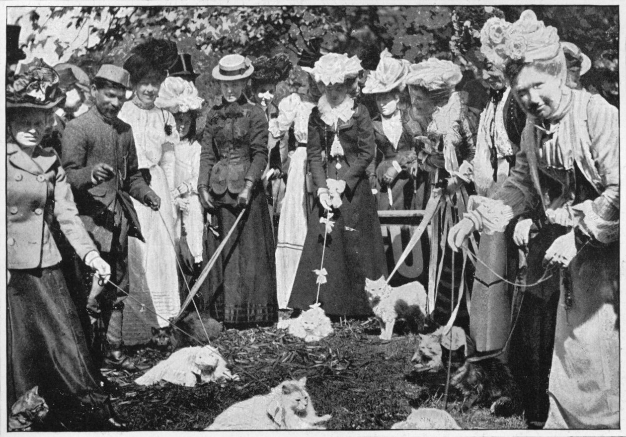 रॉयल बॉटनिक गार्डन शो में बिल्लियों को देखते हुए, केव, लंदन, c1900 1901 द्वारा अज्ञात
