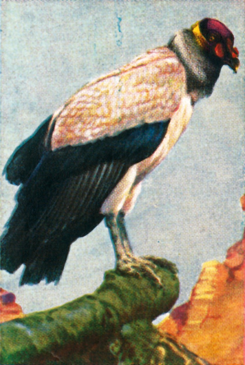 राजा गिद्ध, c1928। द्वारा अज्ञात