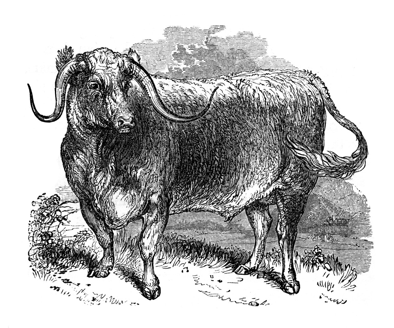 लंकाशायर बैल, लंबी सींग वाली नस्लों का नमूना, 1848 द्वारा अज्ञात