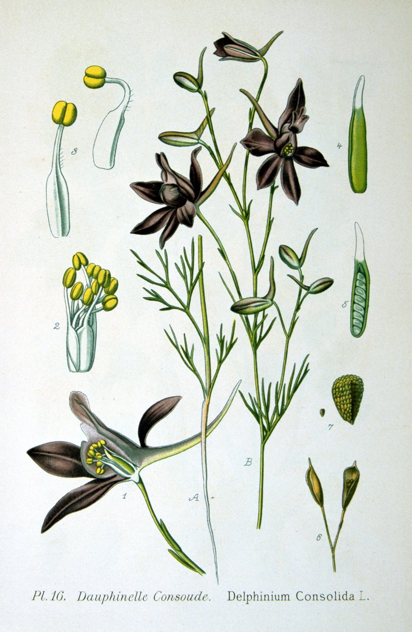 लार्कसपुर, 1893 द्वारा अज्ञात