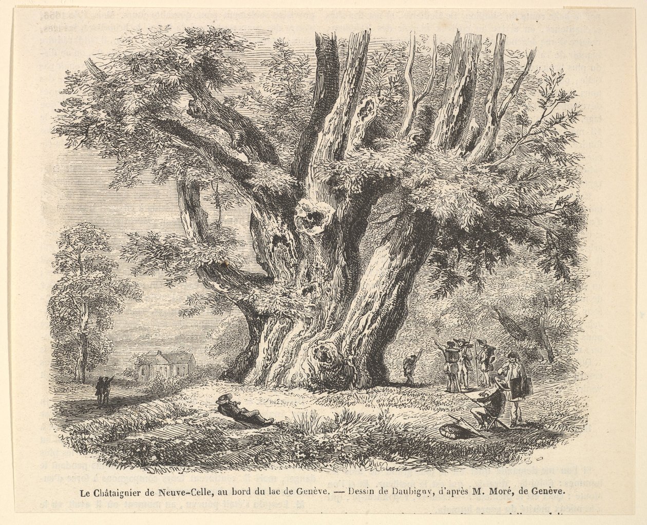 Le Châtaignier de Neuve-Celle, जेनेवा झील के तट पर, डबूबेन, 1835-78 के बाद। द्वारा अज्ञात