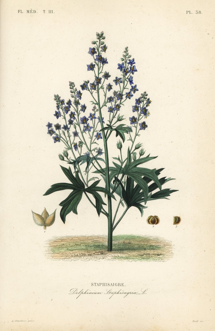 Lice-bane or stavesacre, Delphinium staphisagria, Staphisaigre द्वारा अज्ञात