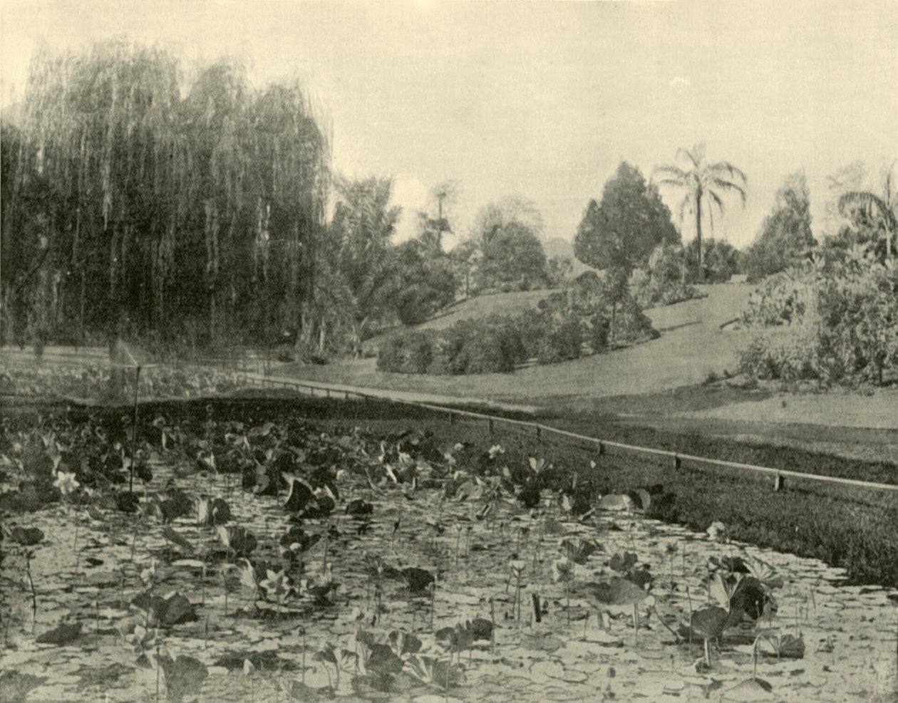 लिली पॉन्ड, ब्रिस्बेन बॉटनिकल गार्डन, 1901। द्वारा अज्ञात