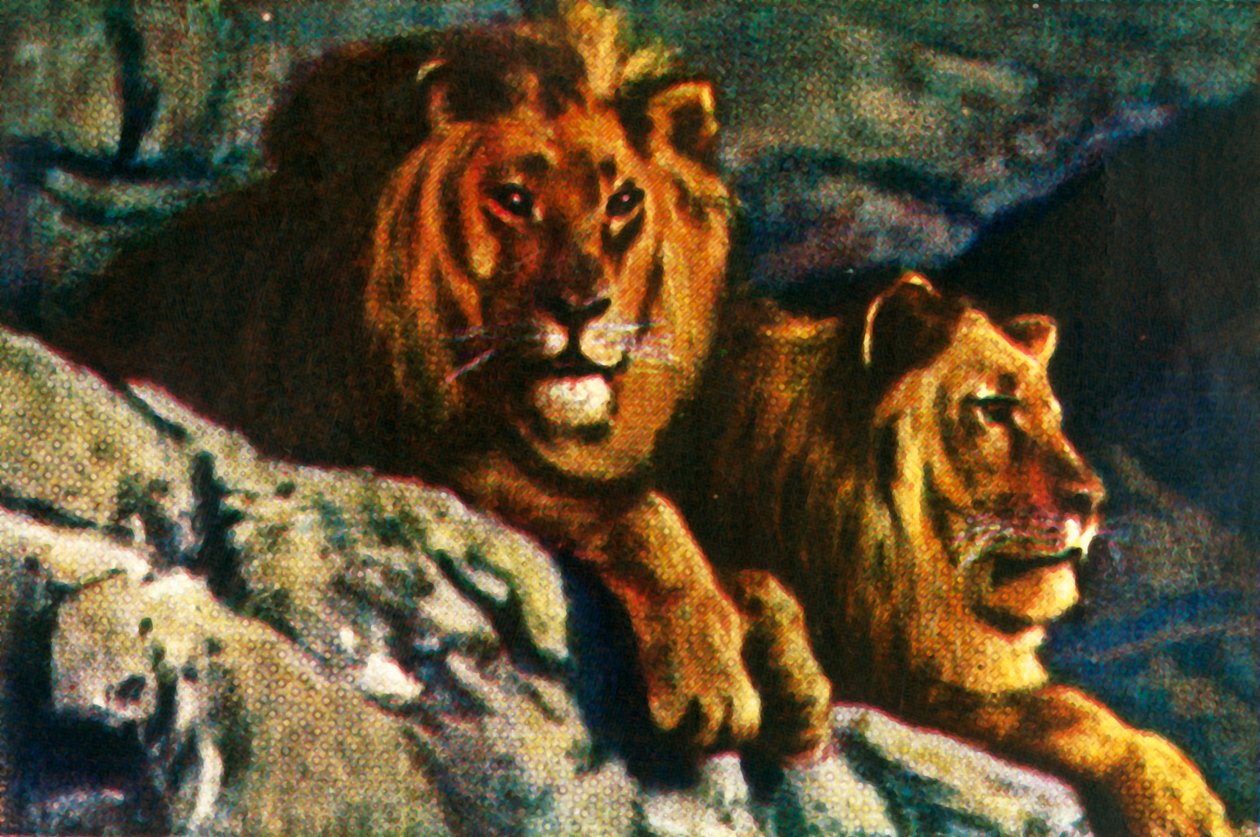 सिंह, c1928 द्वारा अज्ञात