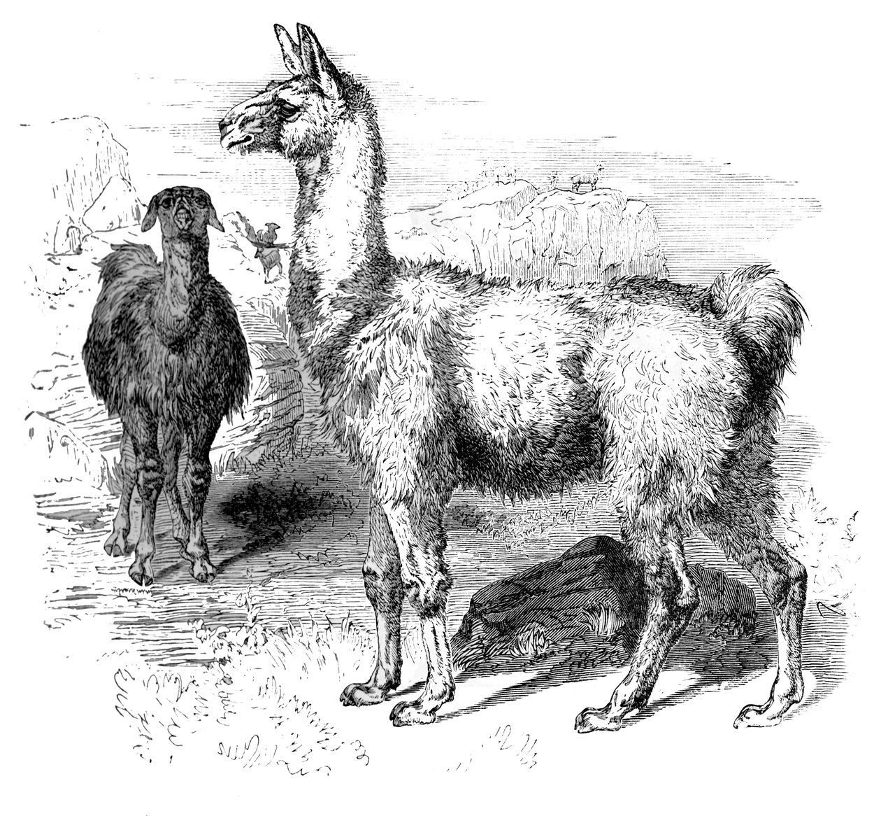 लामा, सी 1880 द्वारा अज्ञात