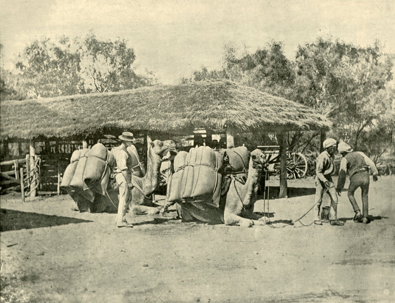 1901 में एक ऑस्ट्रेलियाई स्टेशन पर ऊंट लोड हो रहा था। द्वारा अज्ञात