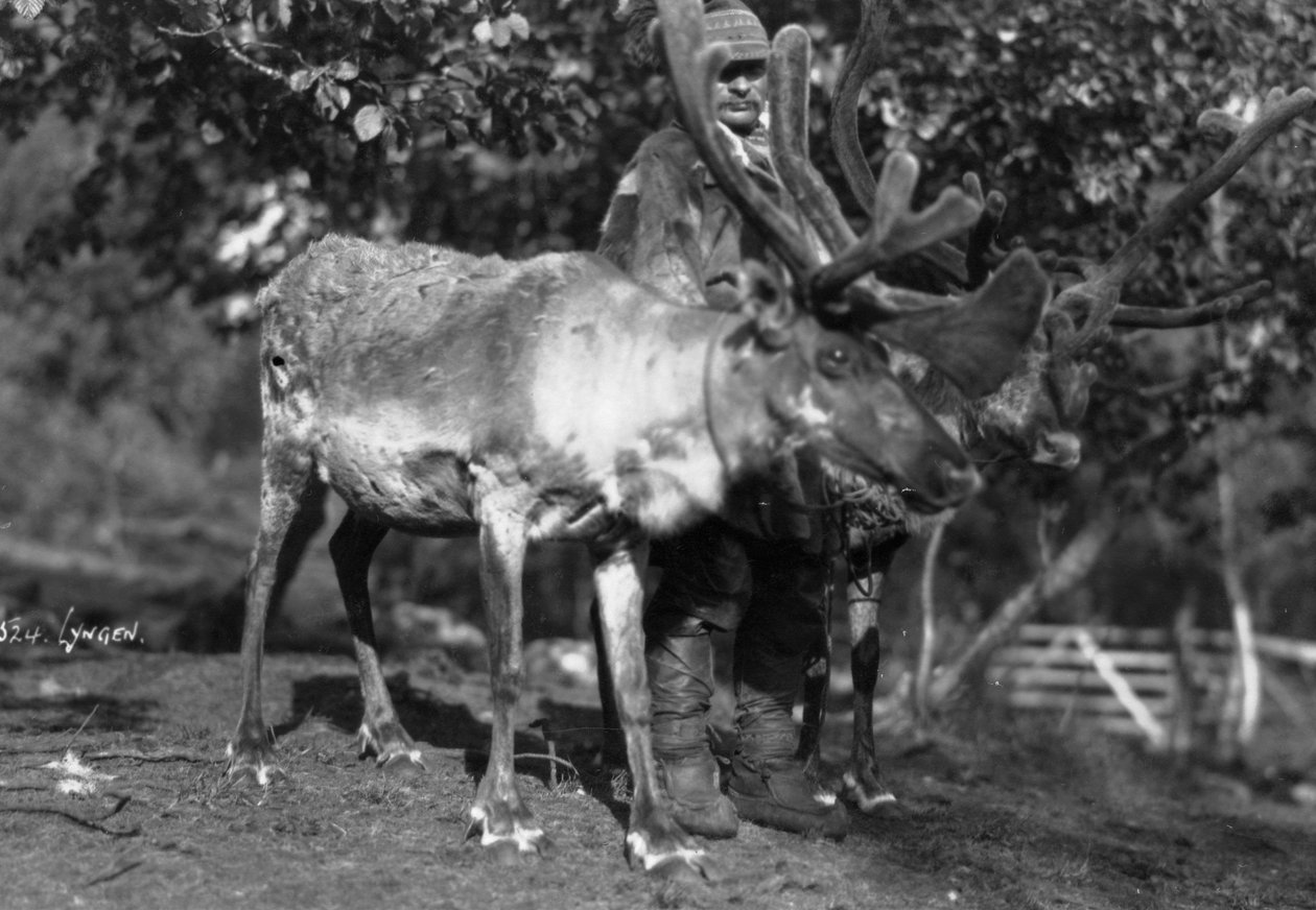 बारहसिंगा, लिगेन, उत्तरी नॉर्वे, c1920s-c1930s के साथ स्थानीय व्यक्ति द्वारा अज्ञात