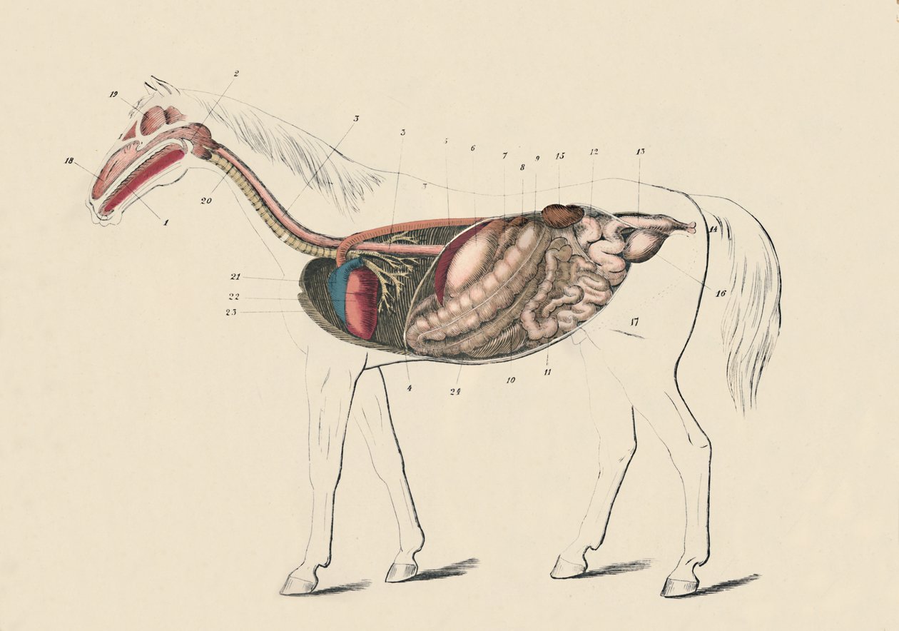 घोड़े की अनुदैर्ध्य धारा, c1879। द्वारा अज्ञात