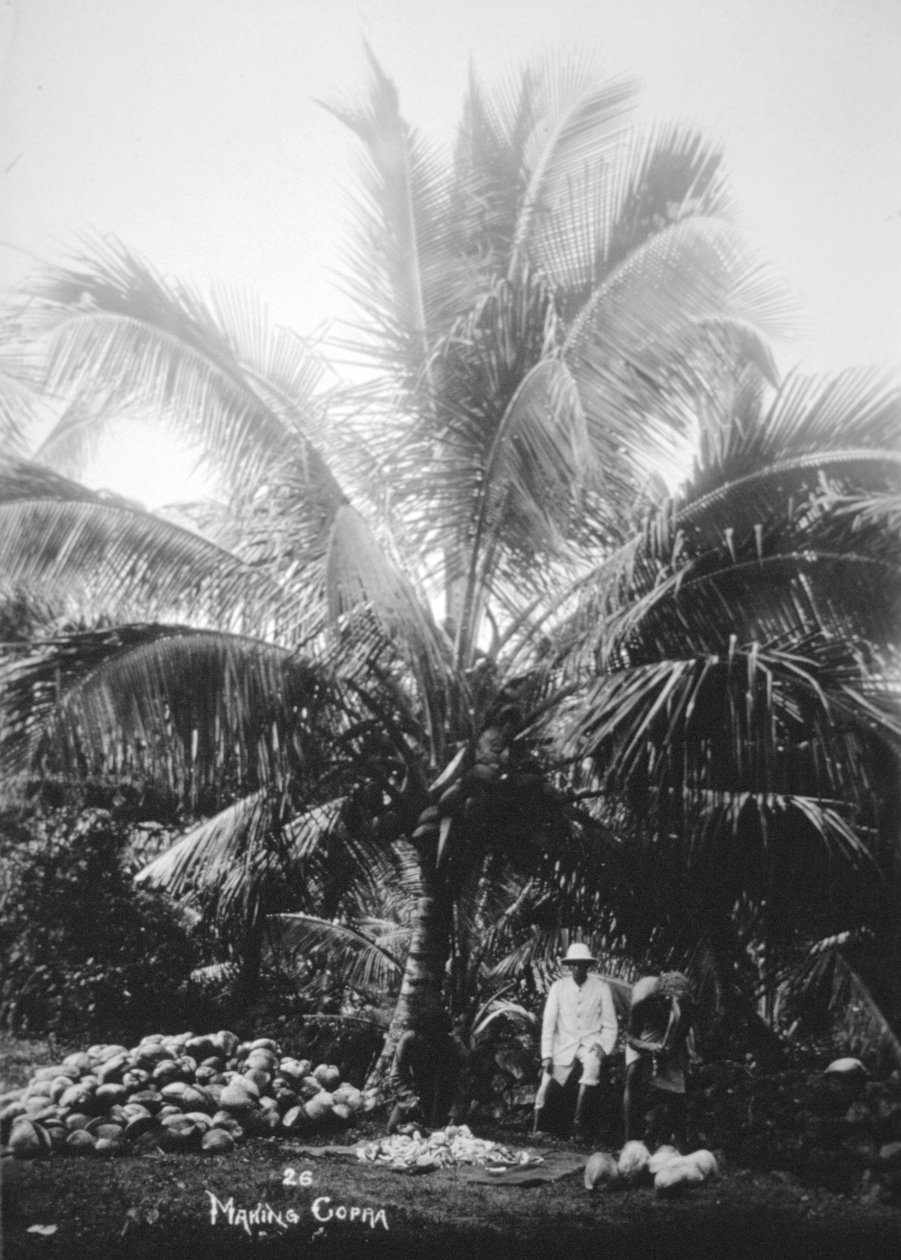 कोप्रा, सोलोमन द्वीप, फिजी, 1905 बनाना द्वारा अज्ञात