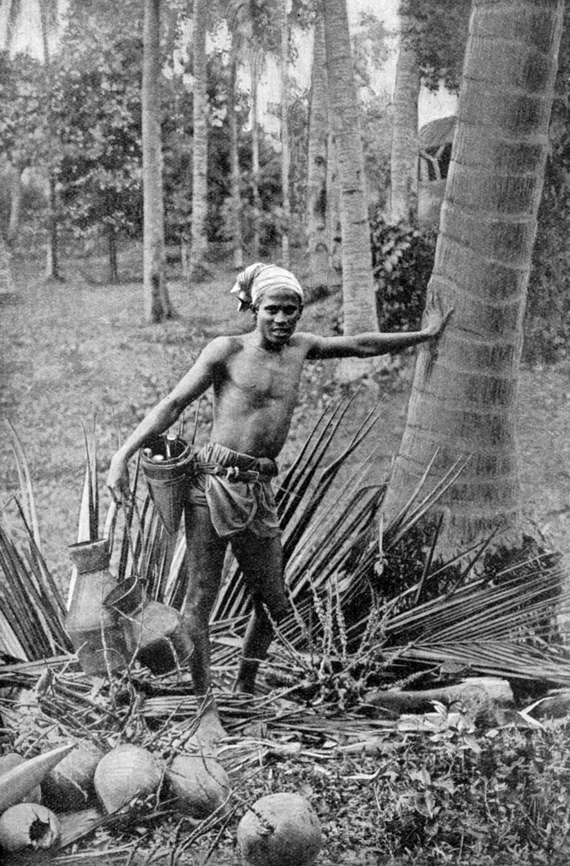 ताड़ी के पेड़ की मीठी शराब का संग्रह मलय, 1922 द्वारा अज्ञात