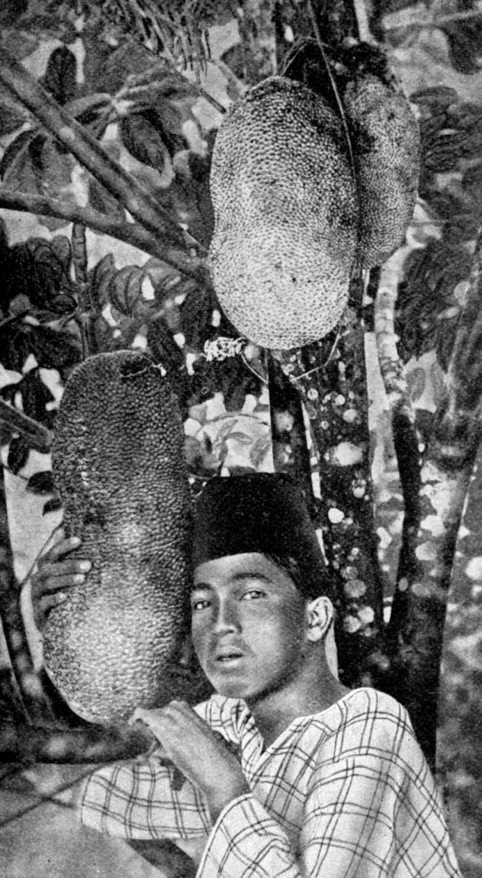 मलय सभा कटहल, 1922 द्वारा अज्ञात