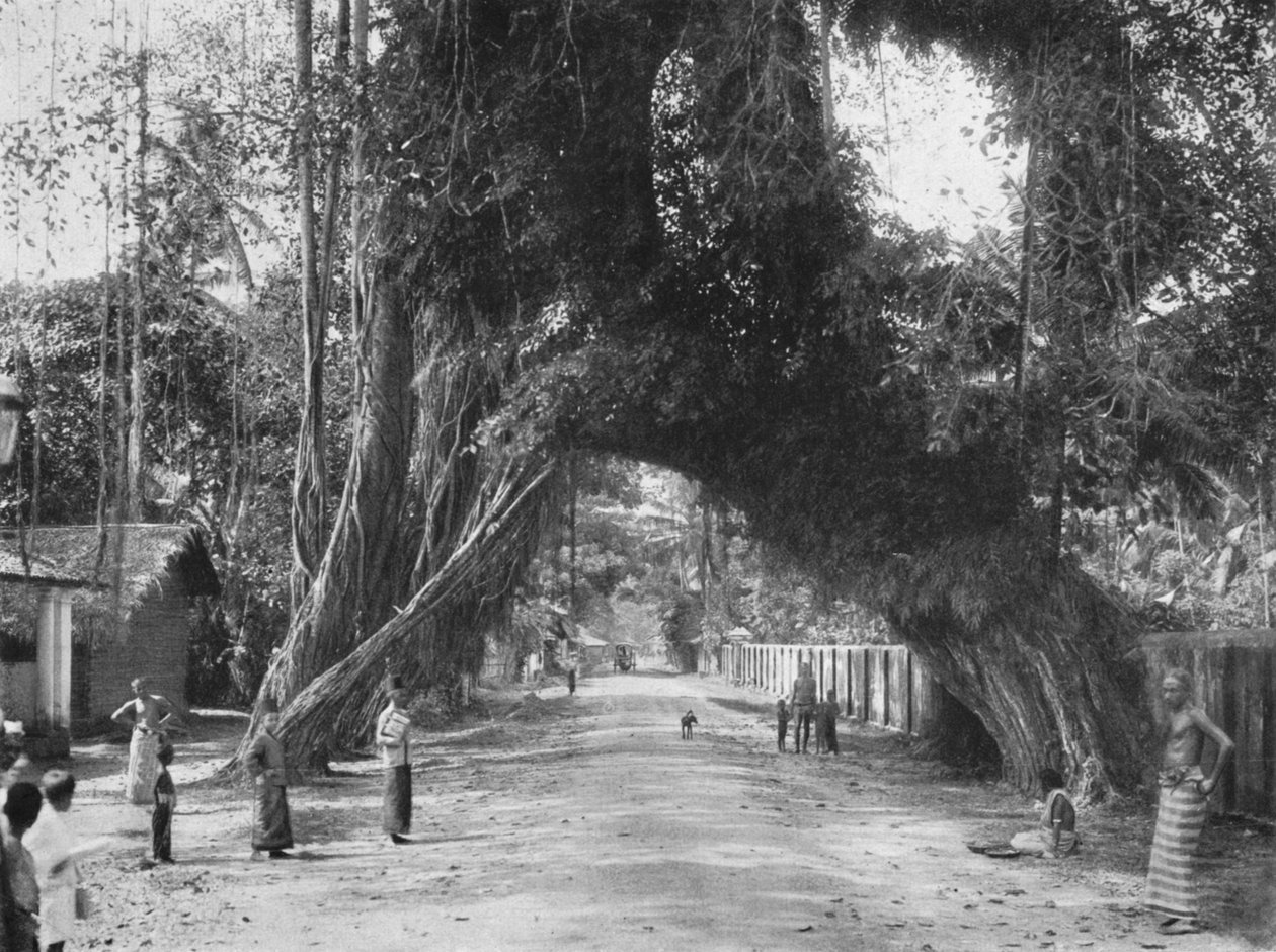 1926 के कलूटारा के पास सड़क क्लोमबो-गाल पर सुरम्य पुराने अंजीर के पेड़ फिकस इंडिका द्वारा अज्ञात